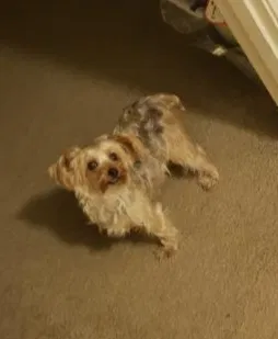 Lost dog in Hyattsville, MD, 20782
