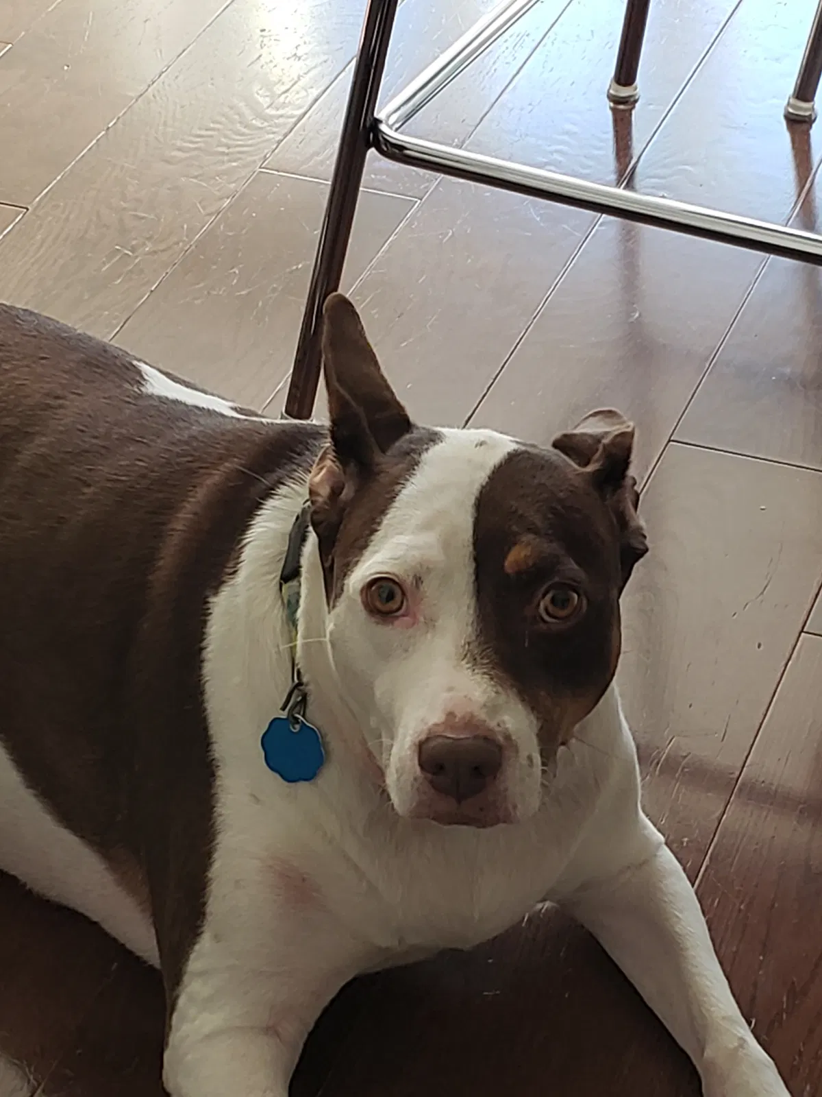Lost dog in Old Bridge, NJ, 8857