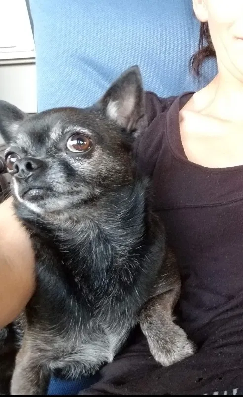 Lost dog in Eddyville, KY, 42038