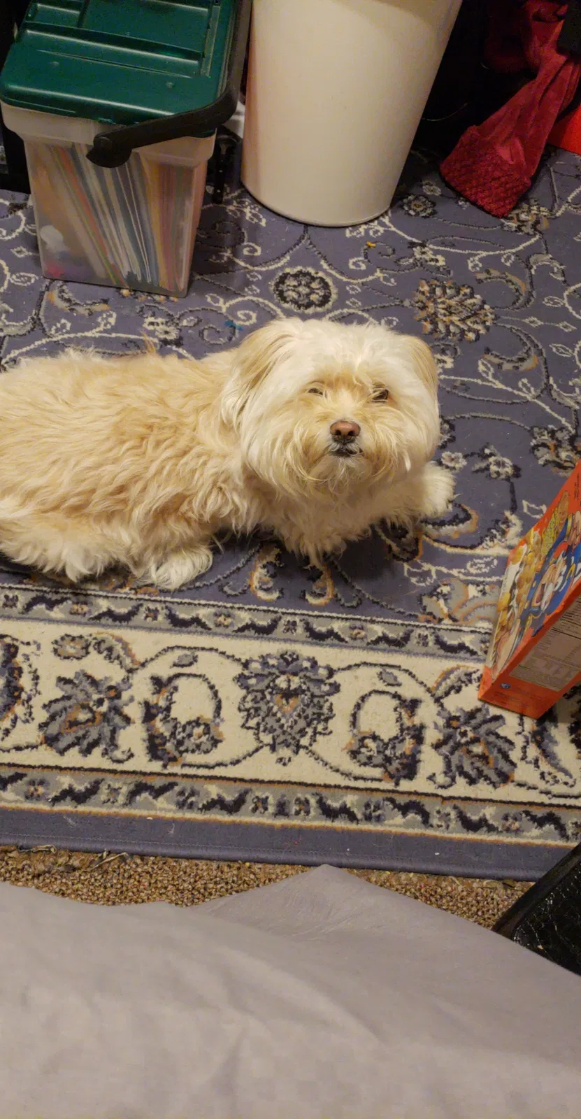 Lost dog in Detroit, MI, 48228