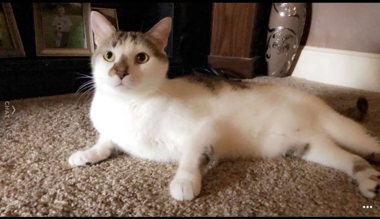 Lost cat in Uniontown, PA, 15401
