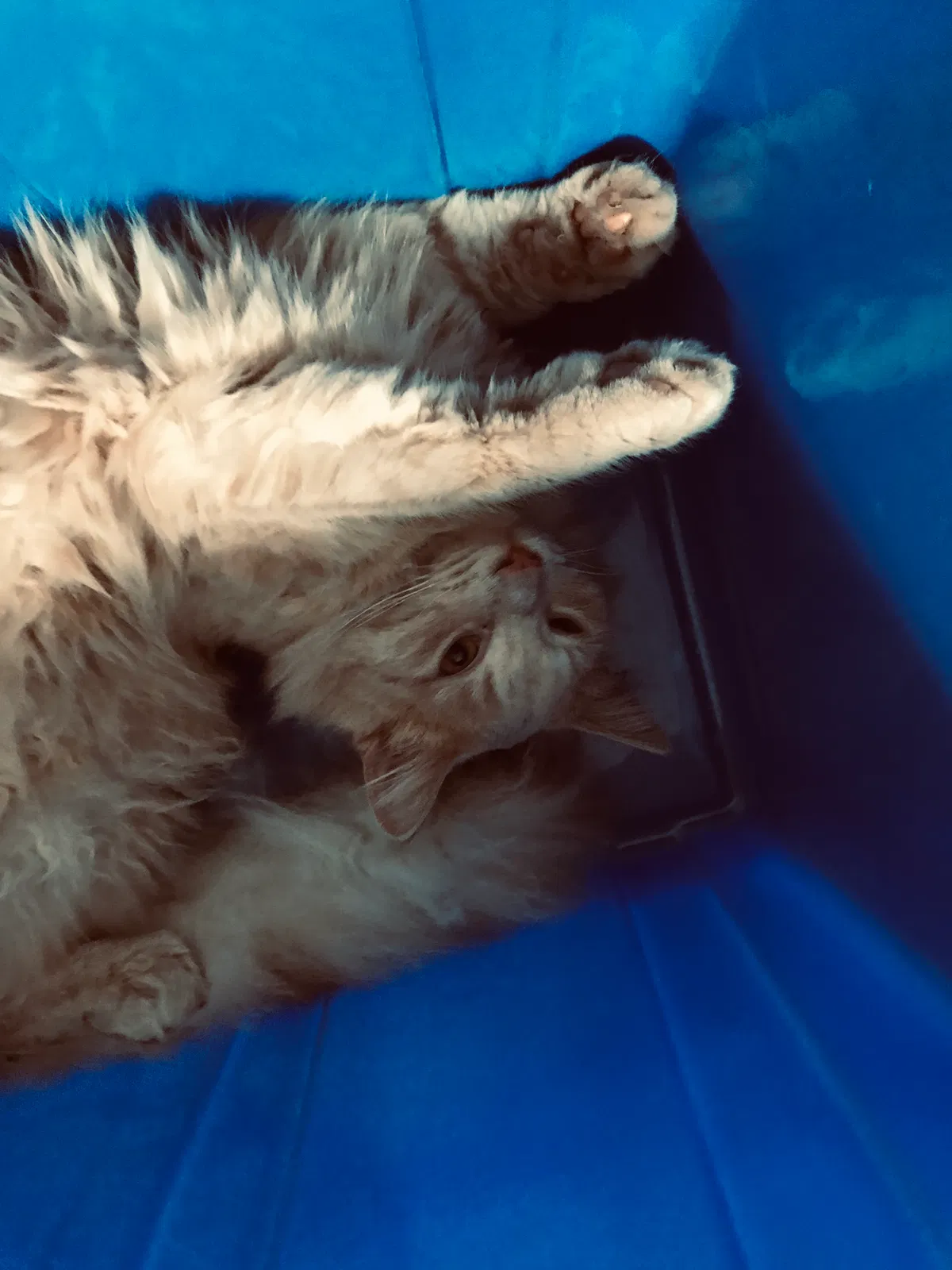 Lost cat in Little River, SC, 29566