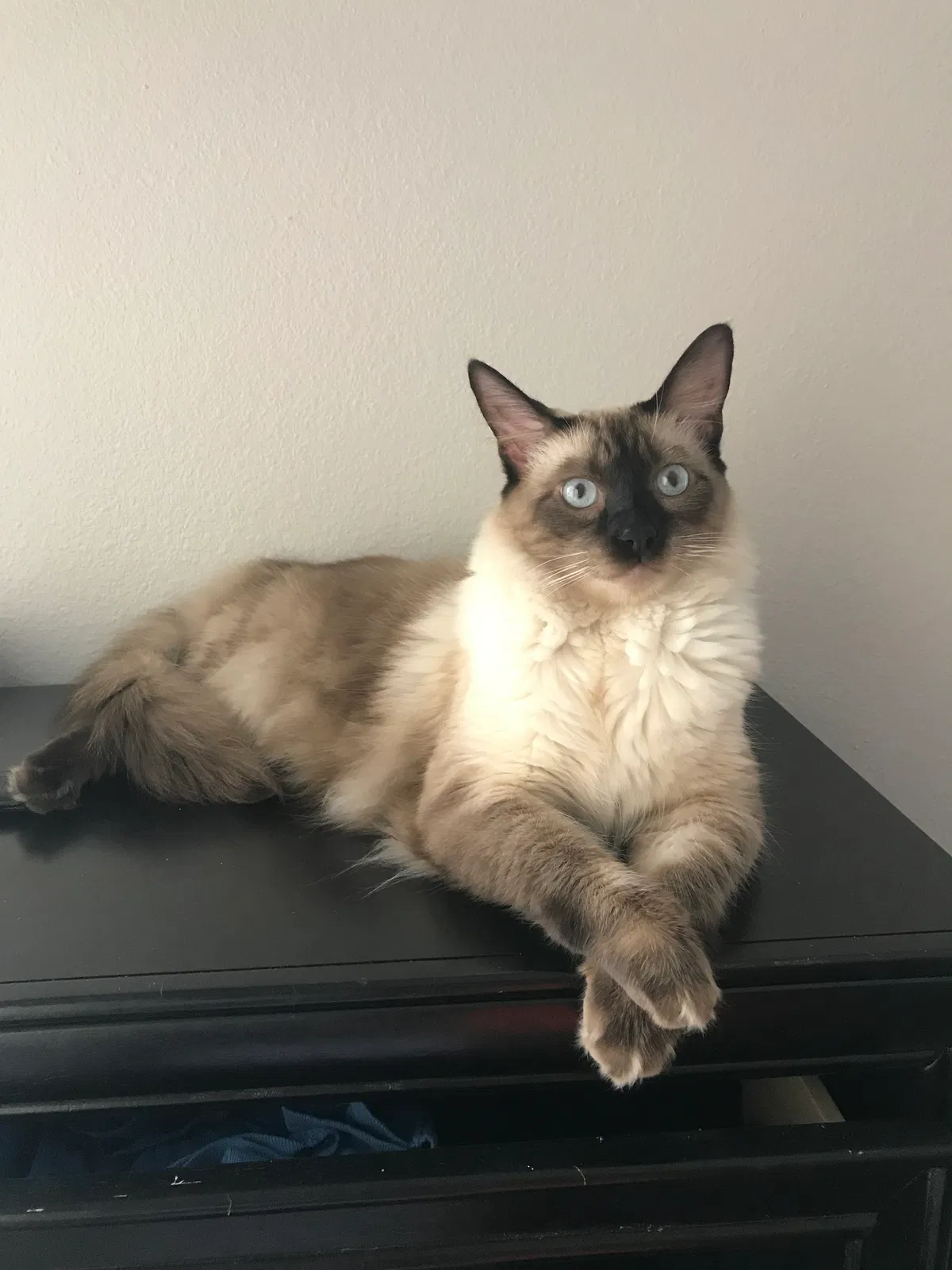Lost cat in Aliso Viejo, CA, 92656