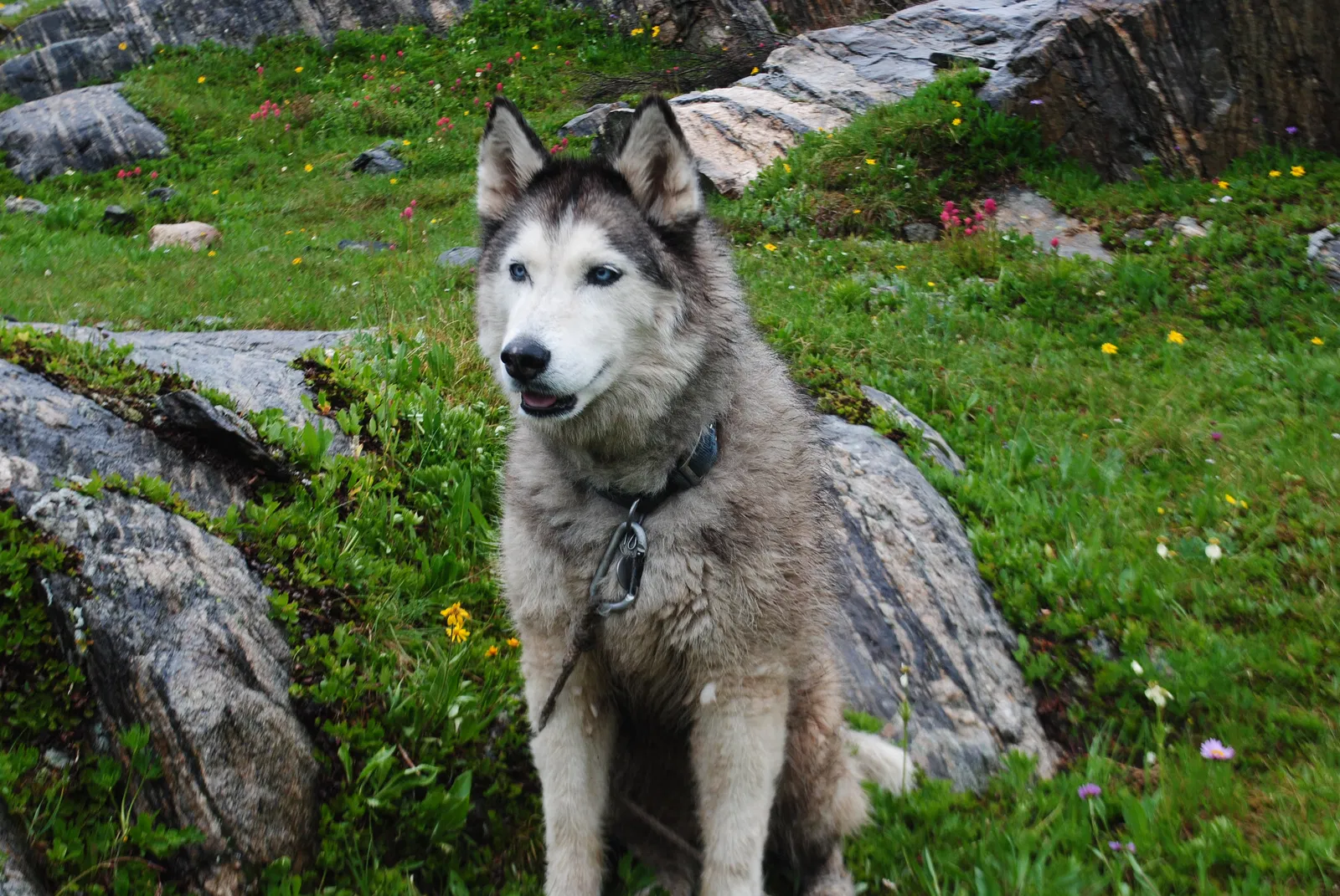 Lost dog in Littleton, CO, 80129