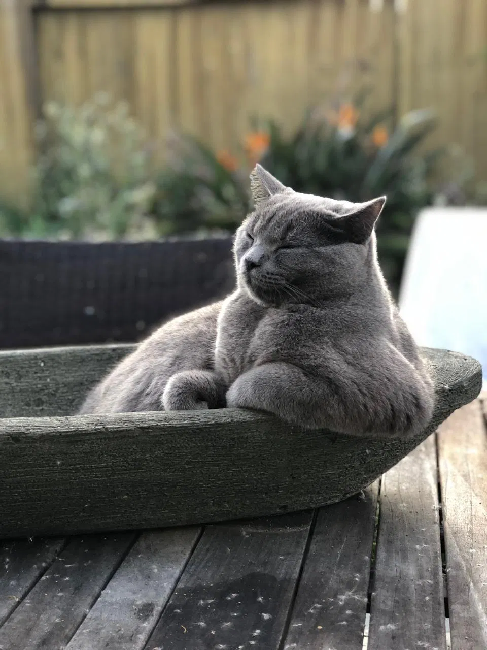 Lost cat in Encinitas, CA, 92024