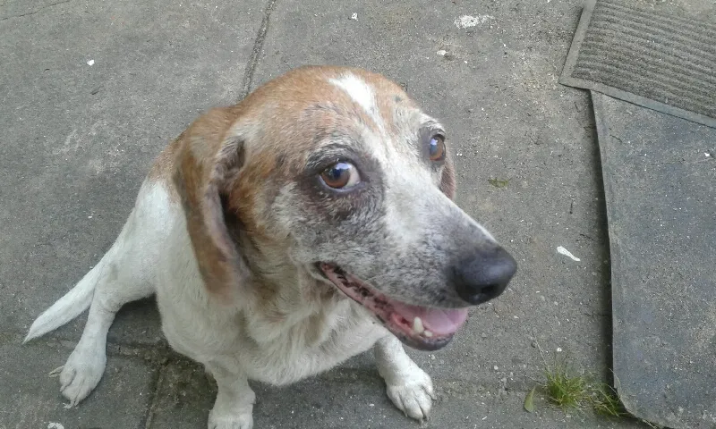 Found dog in Citronelle, AL, 36522