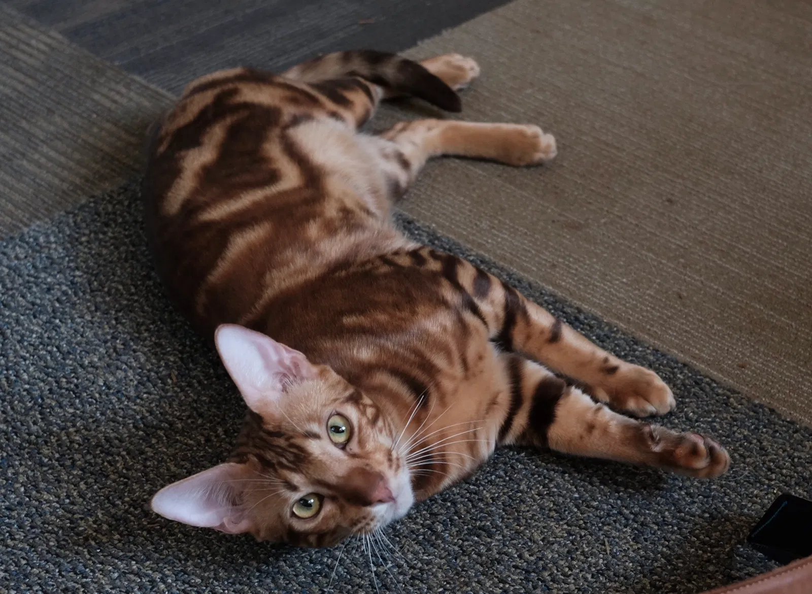 Lost cat in Raleigh, NC, 27606