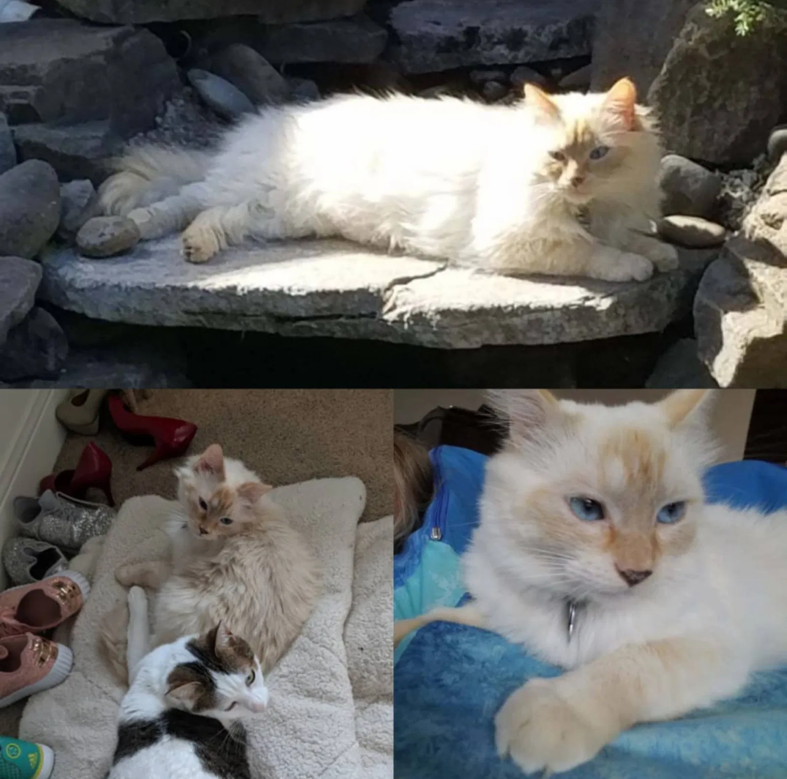 Lost cat in Gresham, OR, 97080