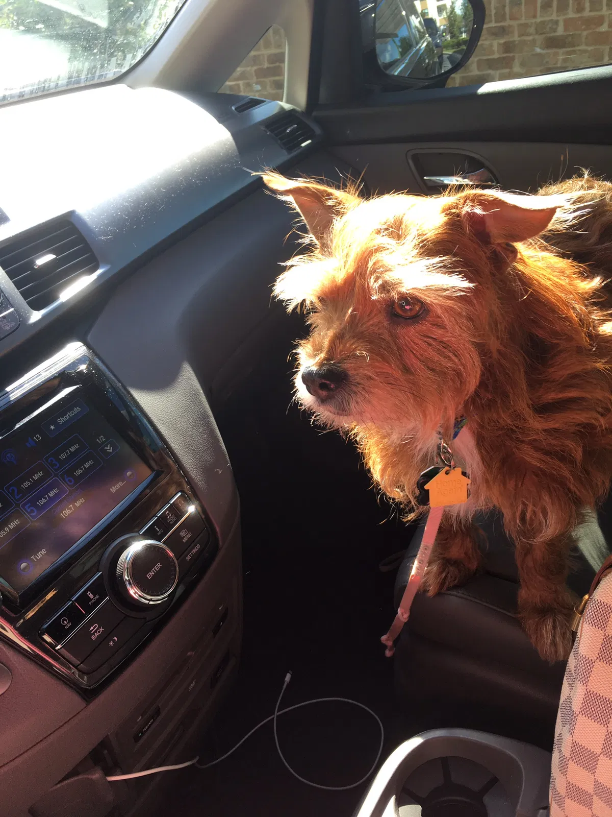 Lost dog in Oviedo, FL, 32765