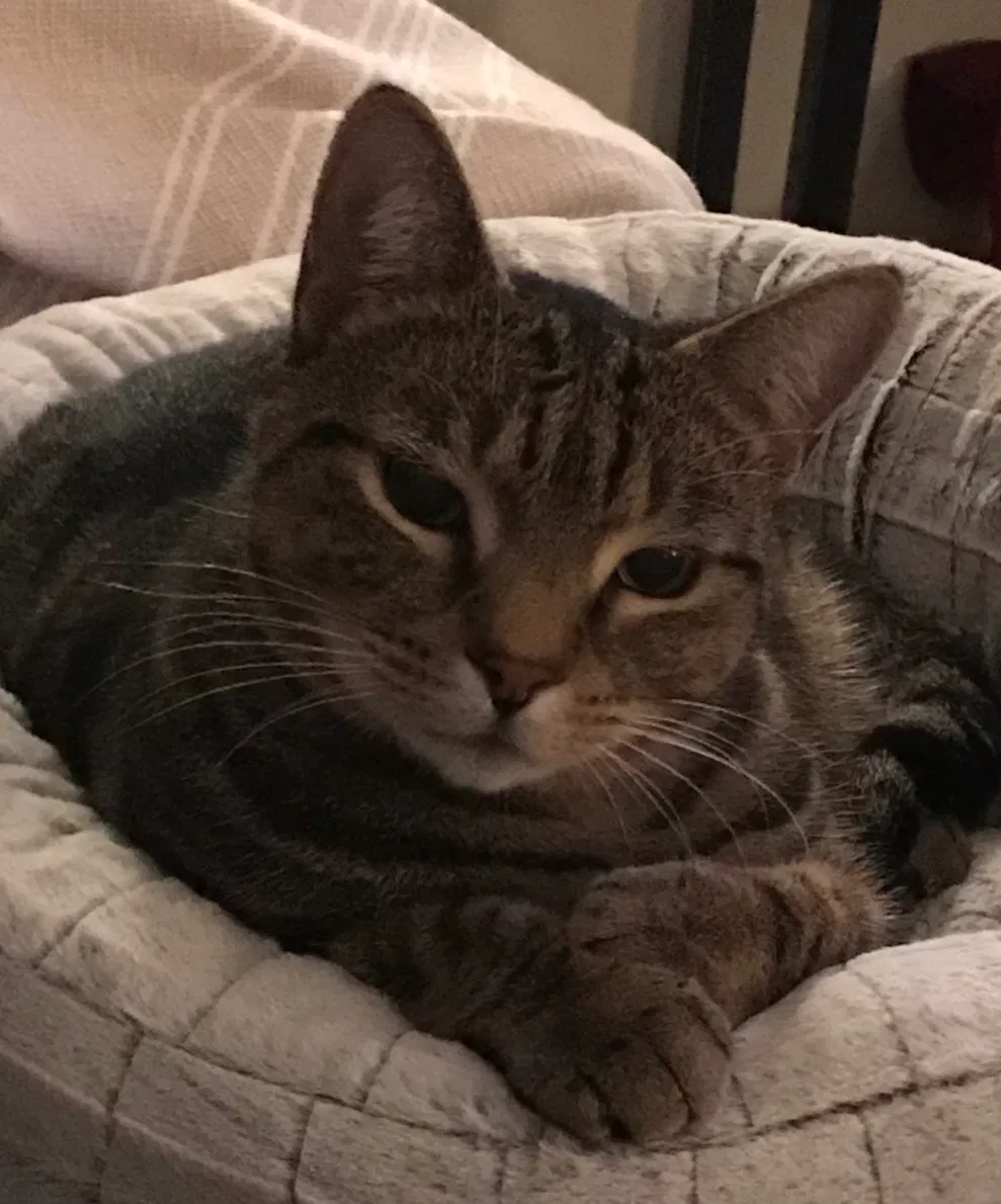 Lost cat in Stokesdale, NC, 27357