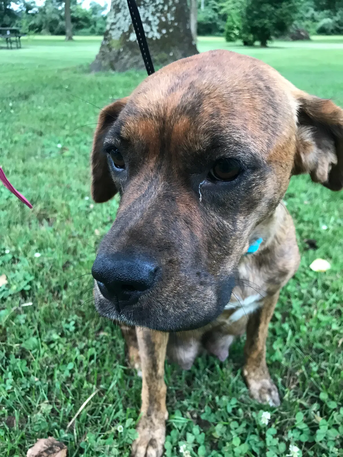 Lost dog in Oran, MO, 63771