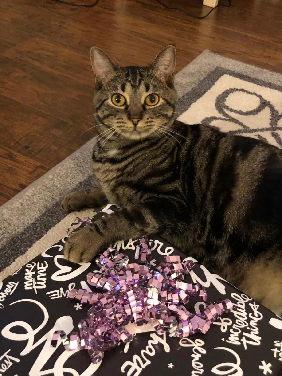 Lost cat in Broomfield, CO, 80021