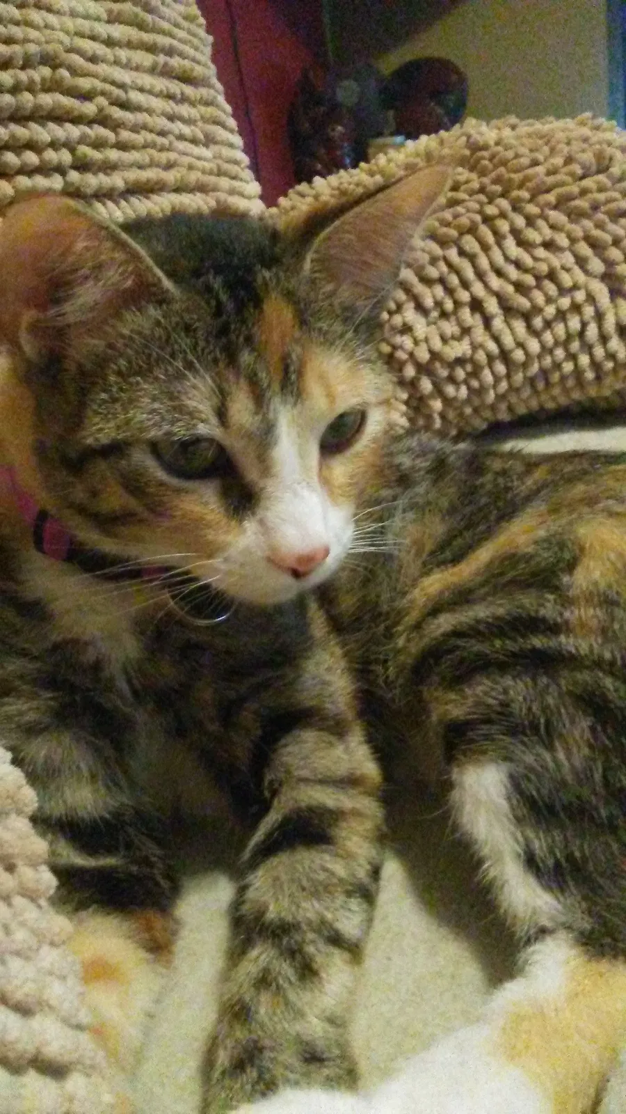 Lost cat in Fort Worth, TX, 76134