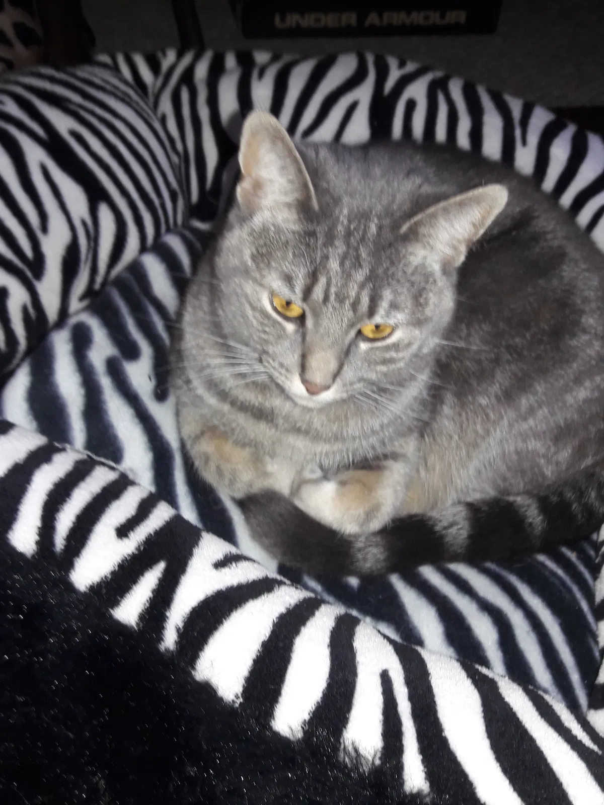 Lost cat in Leicester, MA, 1524