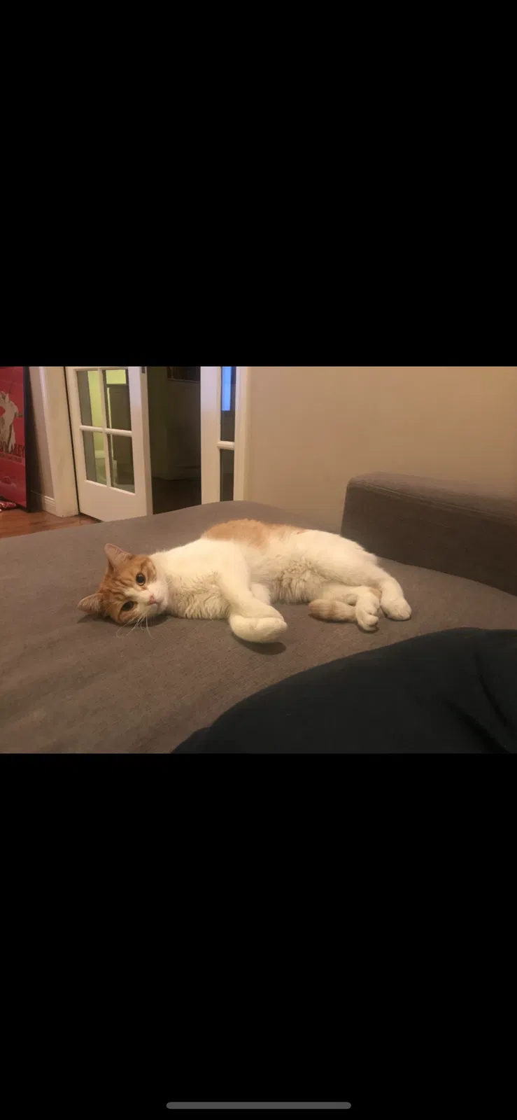 Lost cat in Studio City, CA, 91604