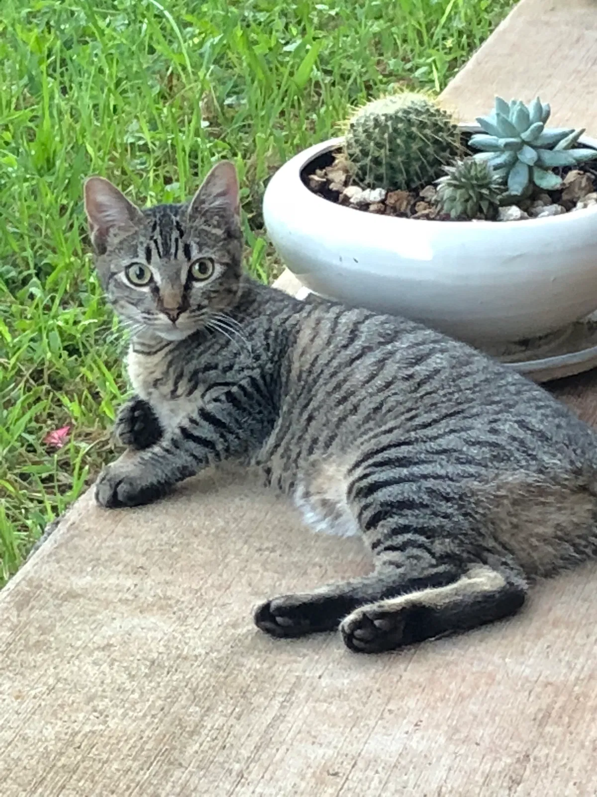 Lost cat in Tacoma, WA, 98433