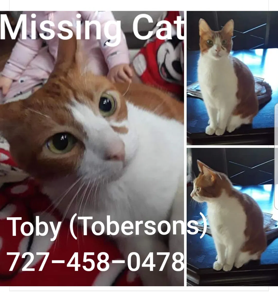 Lost cat in Akron, OH, 44319