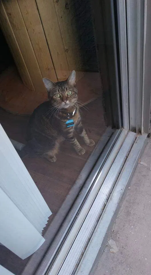 Lost cat in Mesa, AZ, 85210