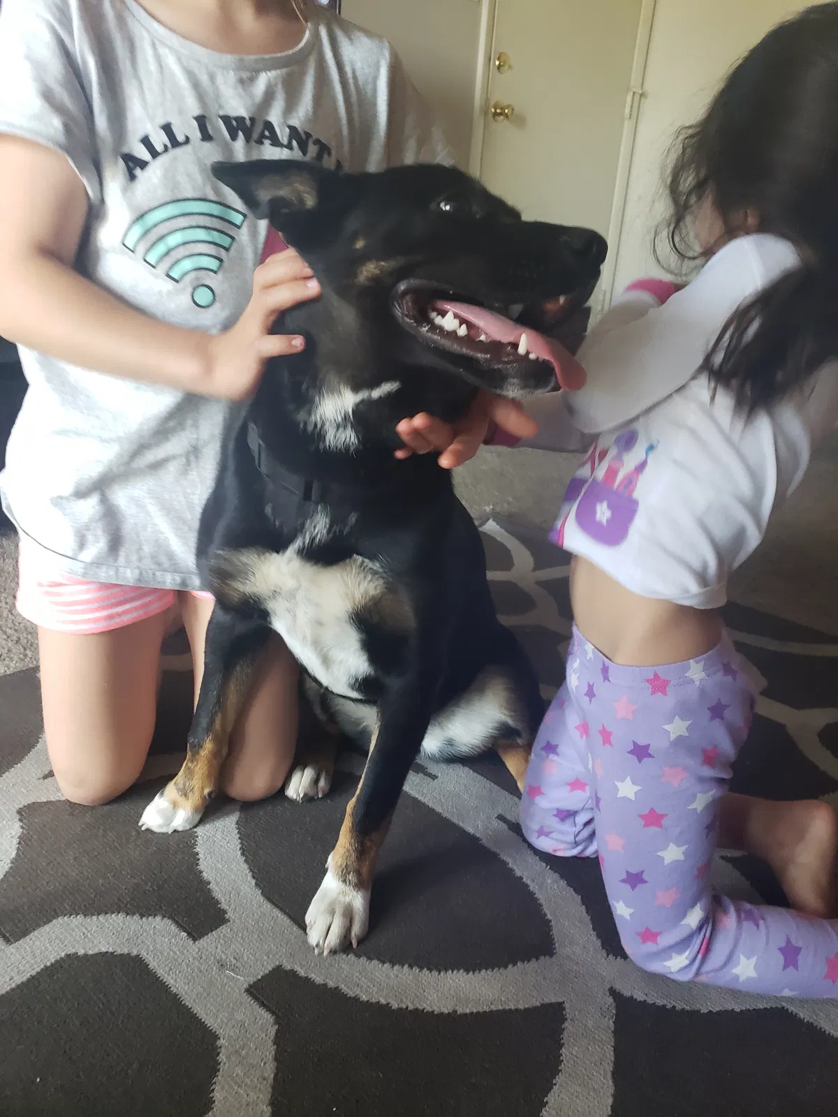 Found dog in Denver, CO, 80221