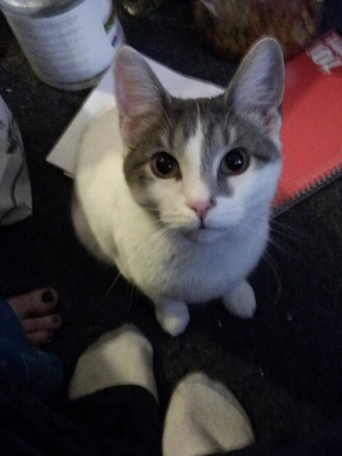 Lost cat in Grand Rapids, MI, 49525