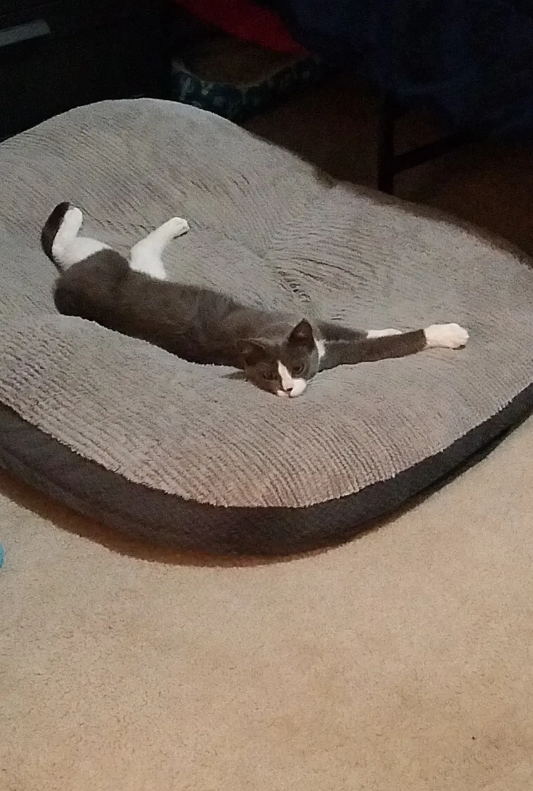 Lost cat in Fort Collins, CO, 80526