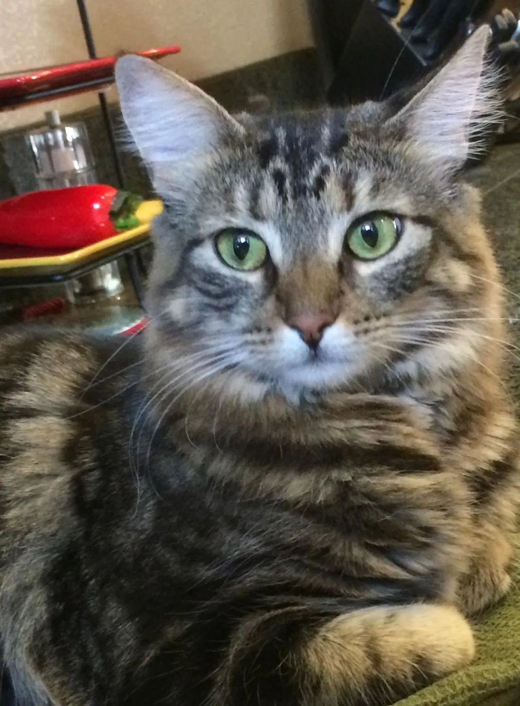 Lost cat in Brentwood, CA, 94513