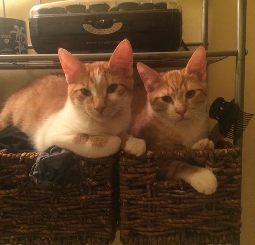 Lost cat in Taylor, MI, 48180
