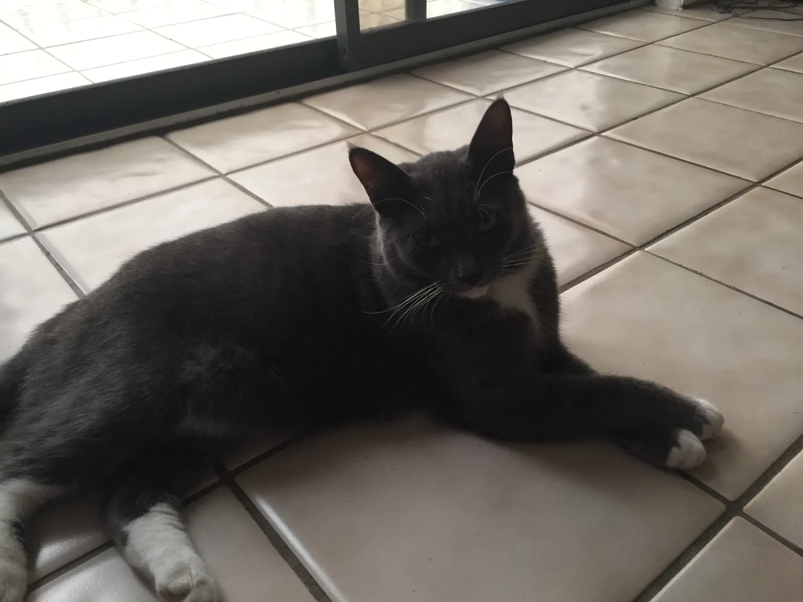 Lost cat in Ridgewood, NY, 11385
