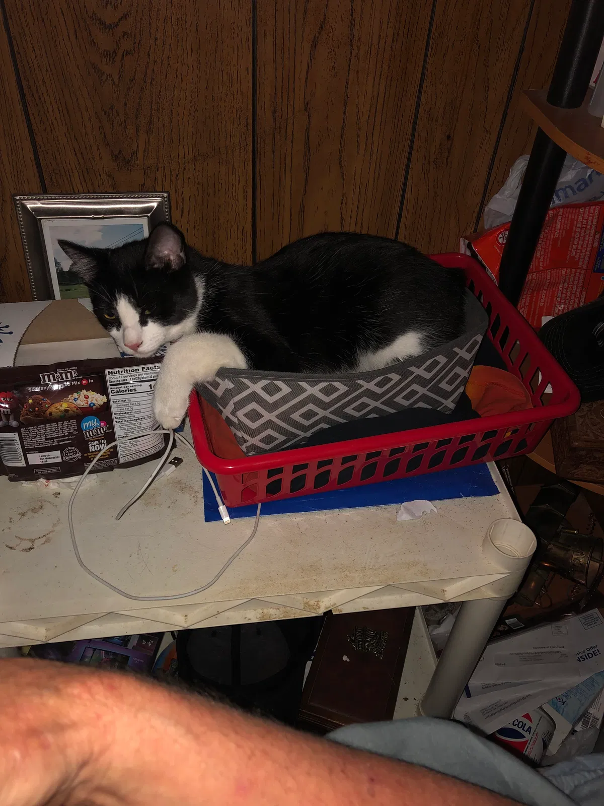 Lost cat in Statham, GA, 30666