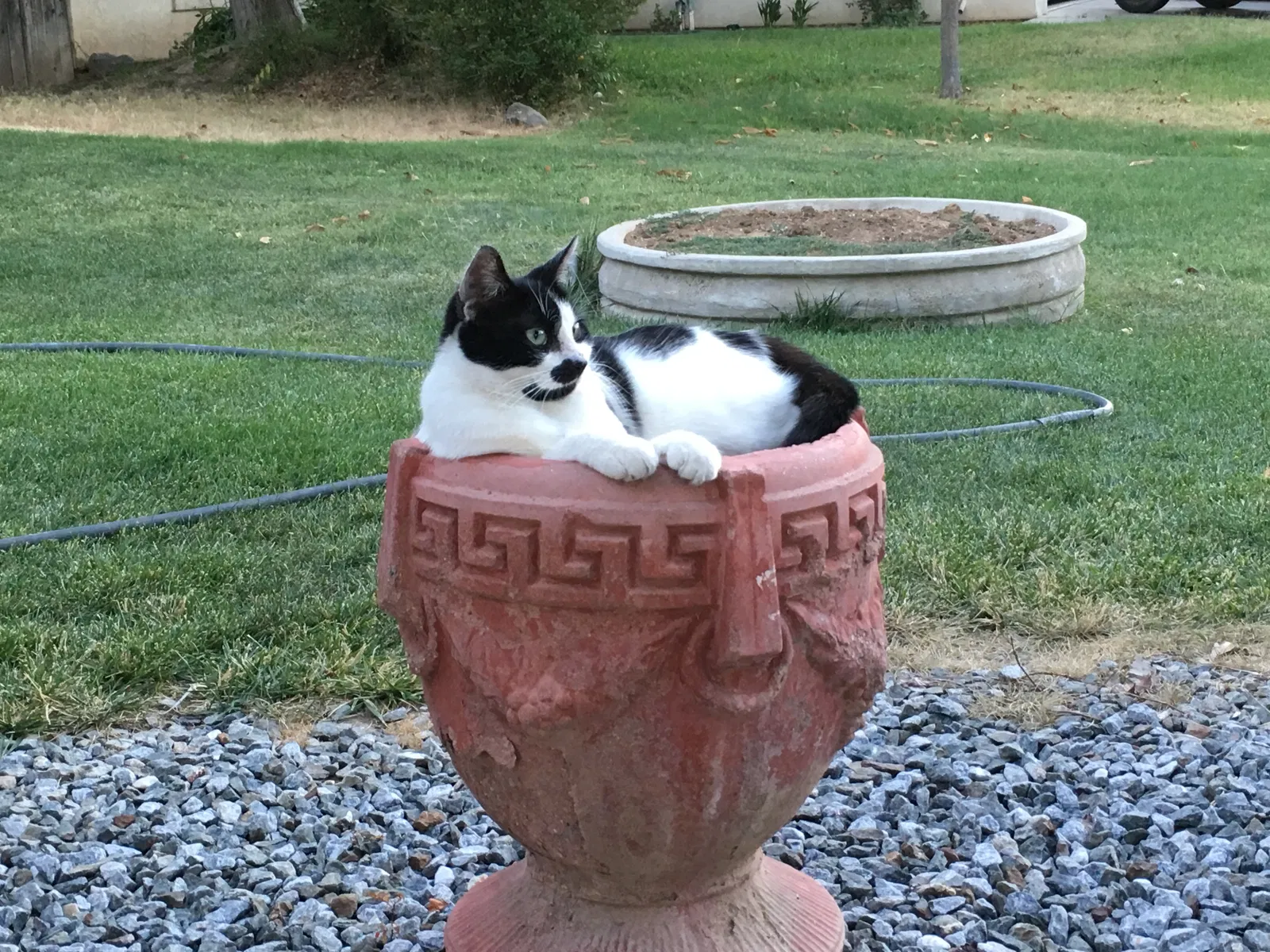 Lost cat in Merced, CA, 95341