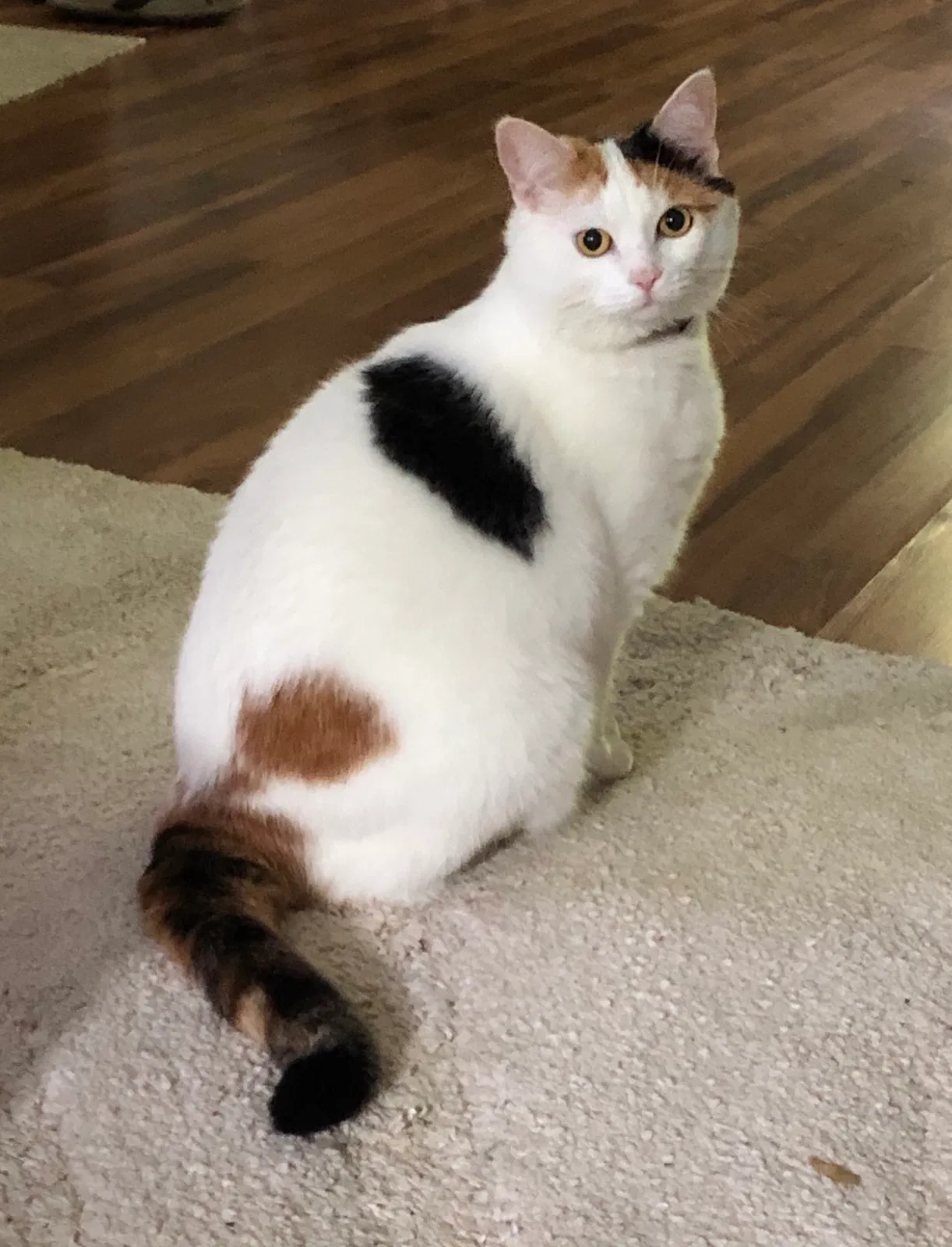 Lost cat in Knoxville, TN, 37918