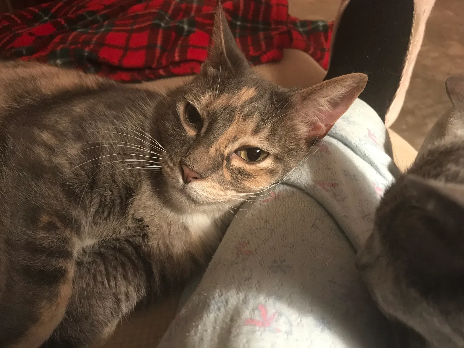 Lost cat in Humble, TX, 77338