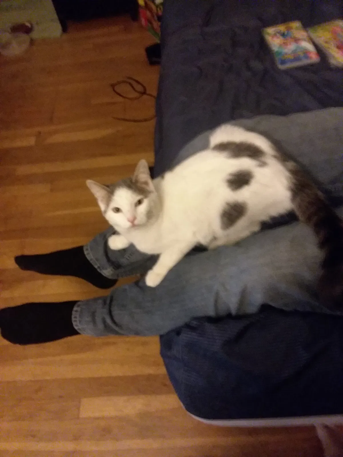 Lost cat in Columbus, OH, 43204