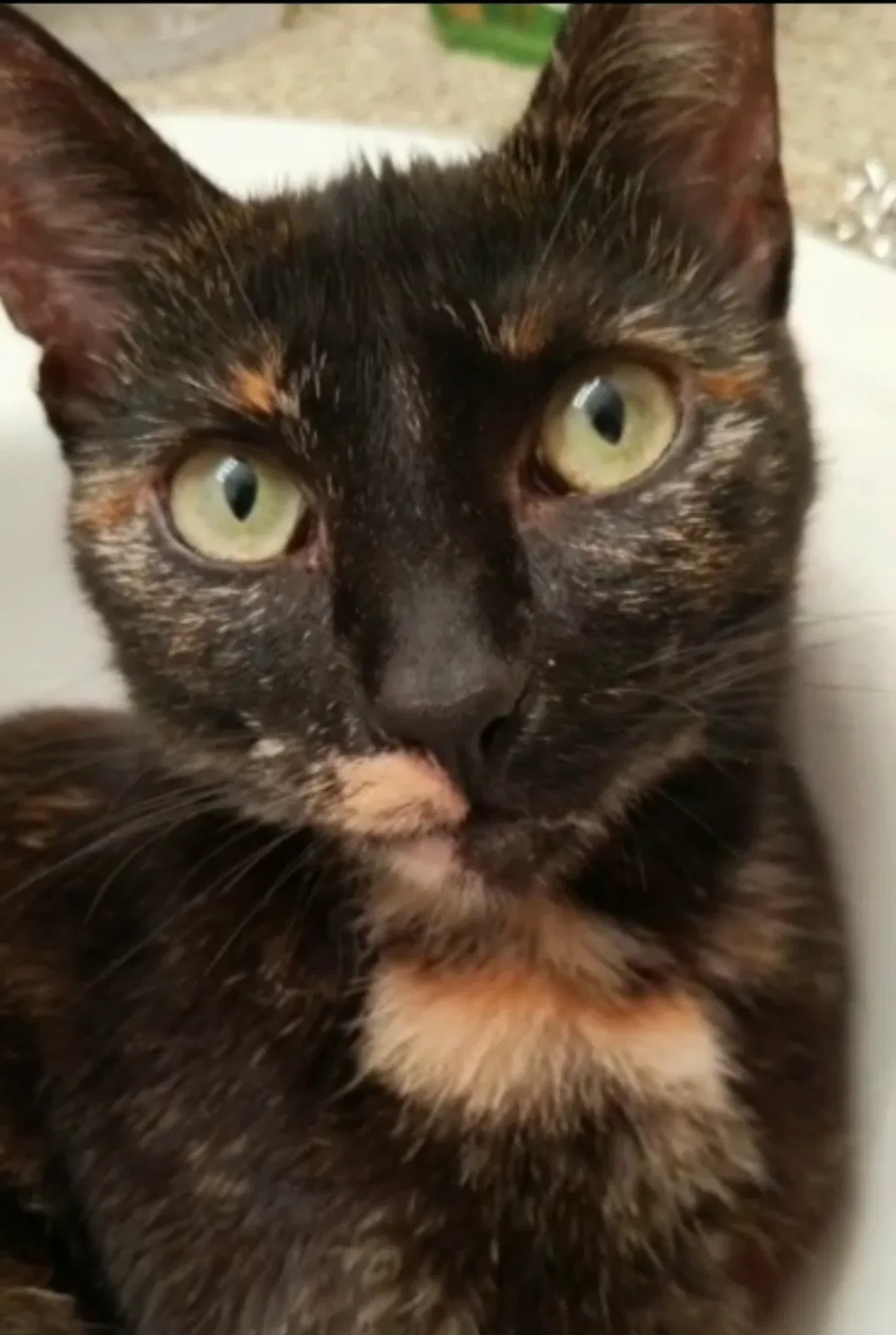 Lost cat in Sacramento, CA, 95831