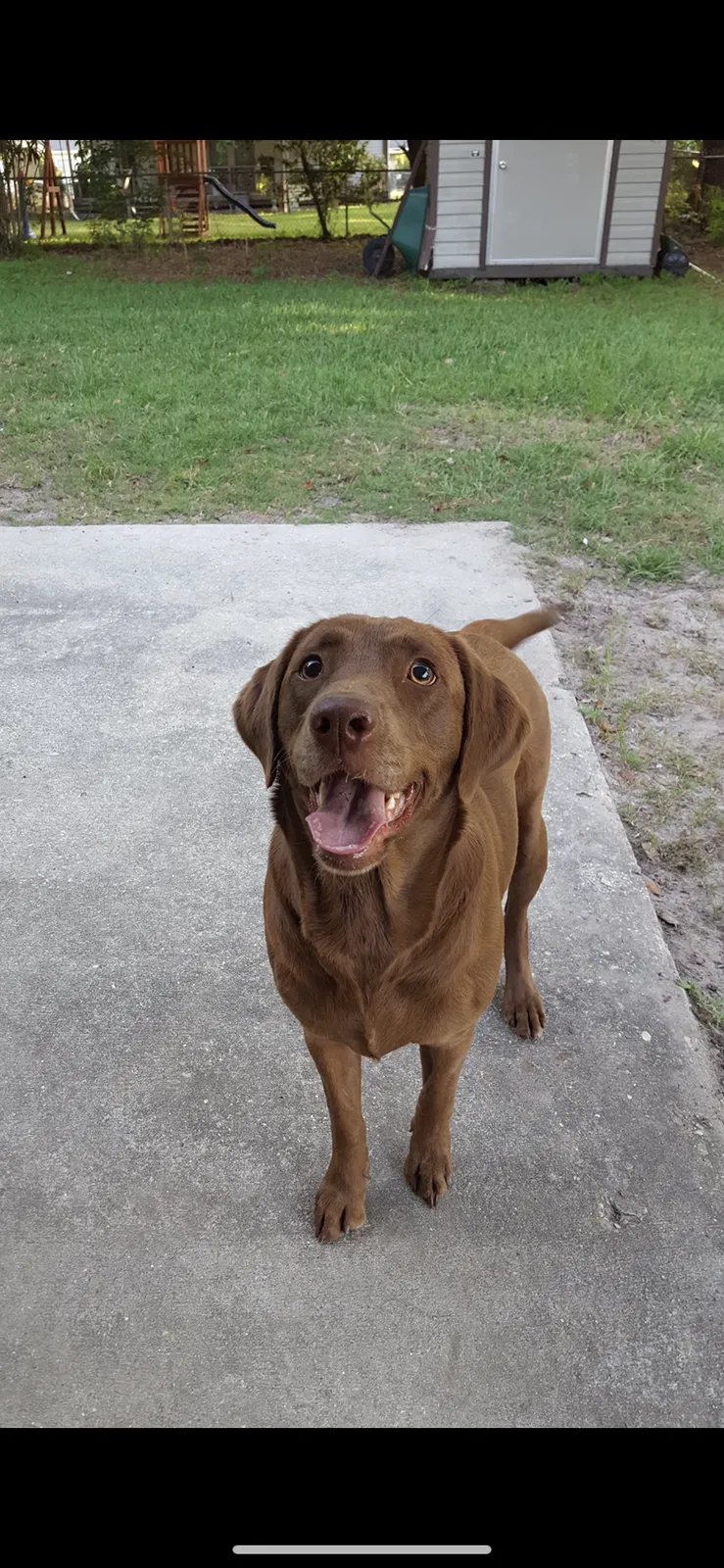 Lost dog in Biloxi, MS, 39531