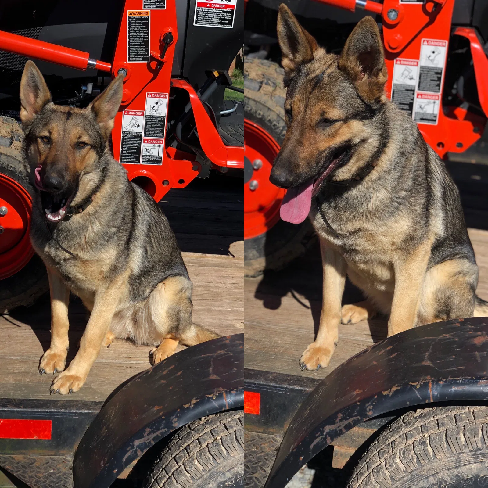 Lost dog in Burlington, NC, 27217