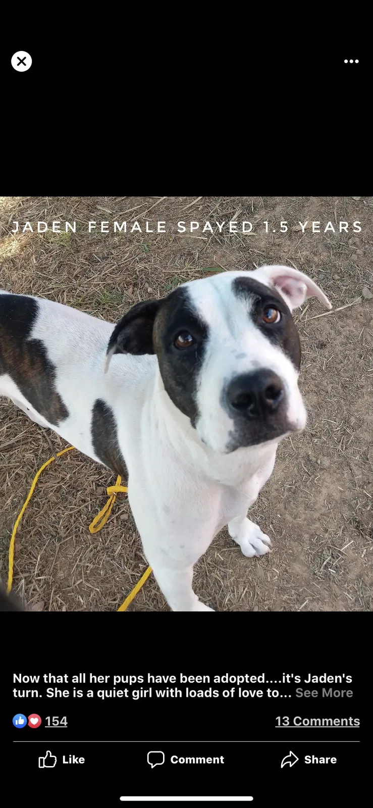Lost dog in Bryant, AR, 72022