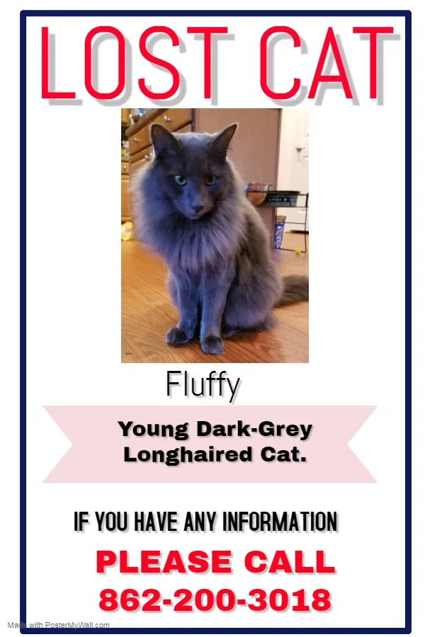 Lost cat in Princeton, NJ, 8540