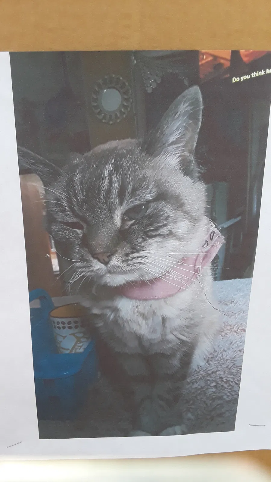Lost cat in Las Vegas, NV, 89110