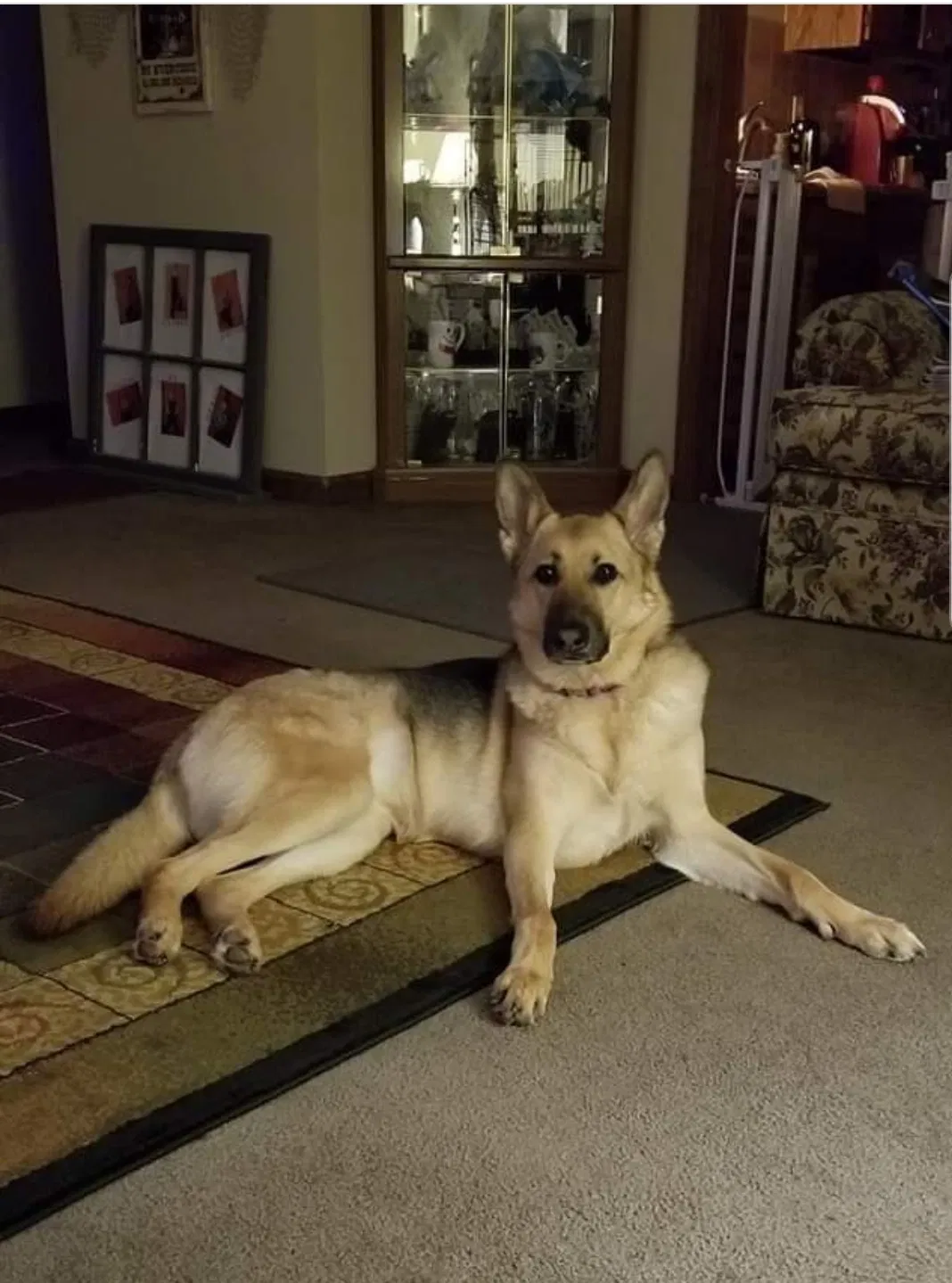 Lost dog in New Carlisle, OH, 45344
