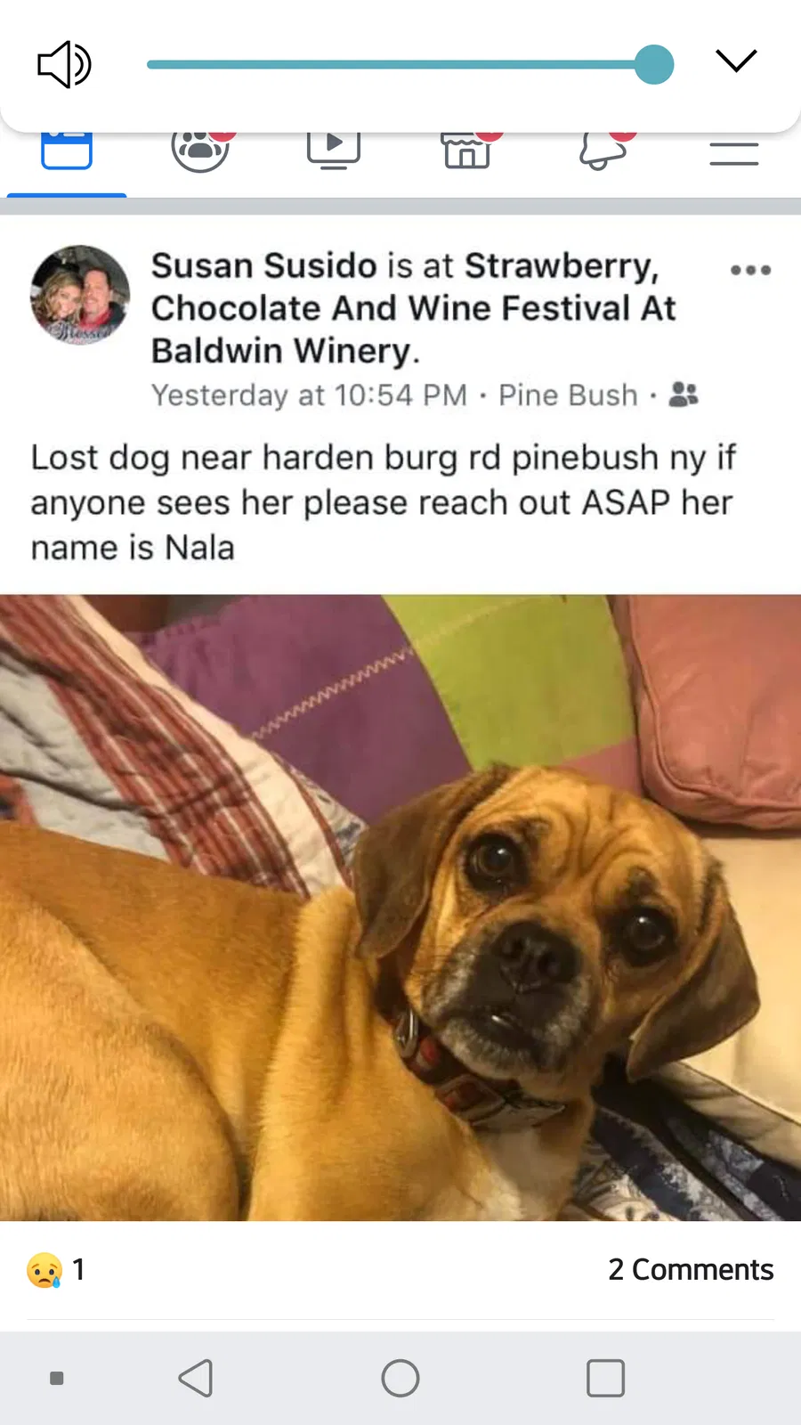Lost dog in Pine Bush, NY, 12566