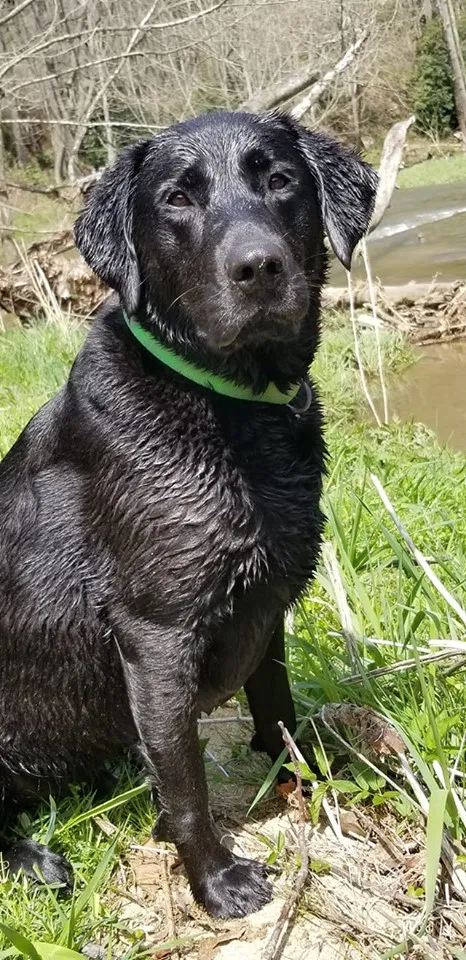 Lost dog in Roan Mountain, TN, 37687