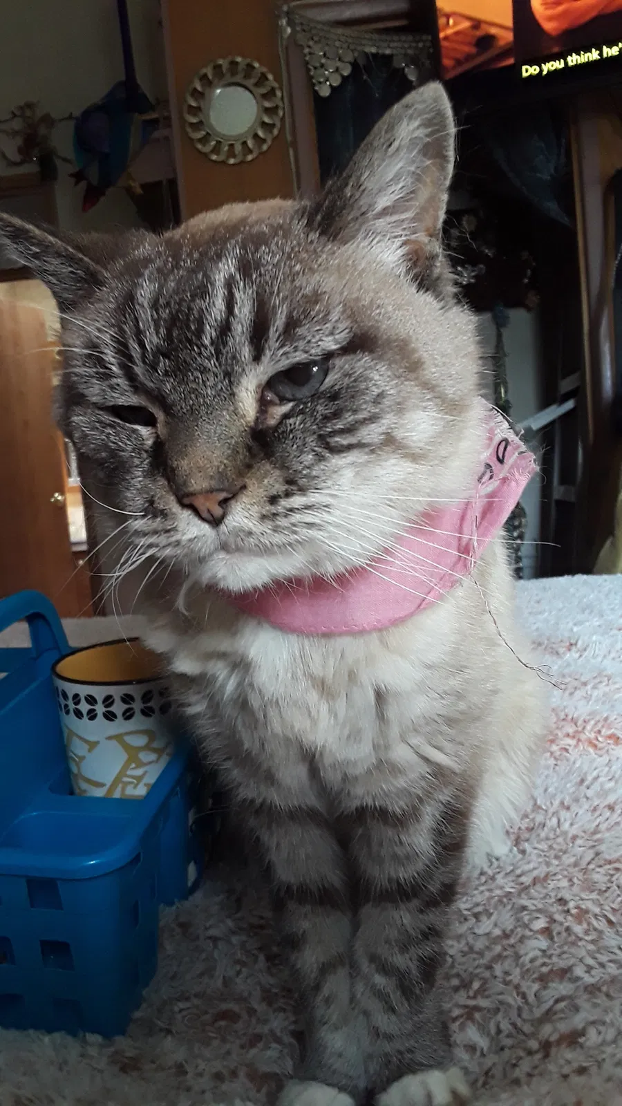 Lost cat in Las Vegas, NV, 89110