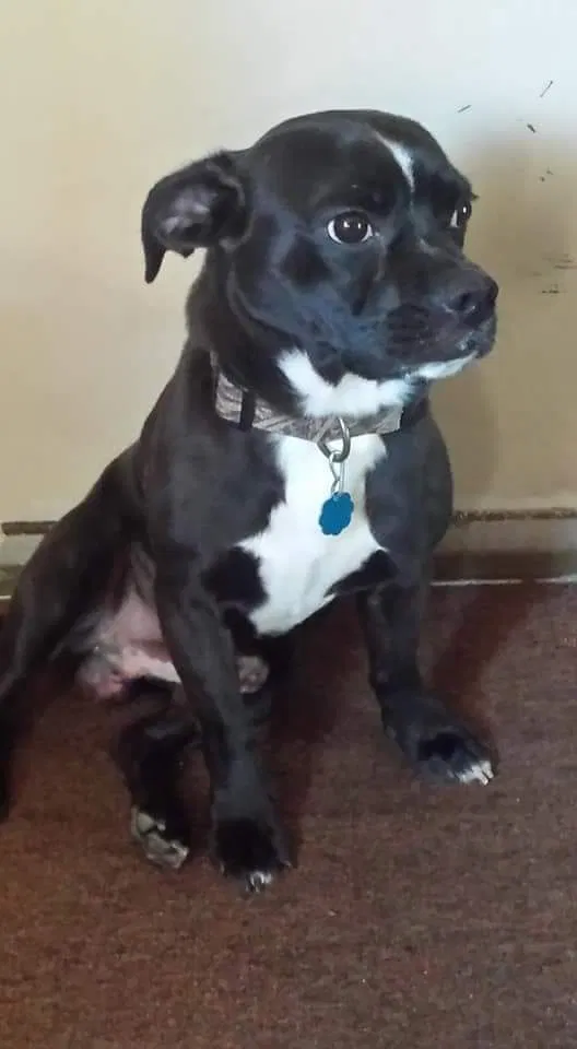 Lost dog in Johnson City, TN, 37601