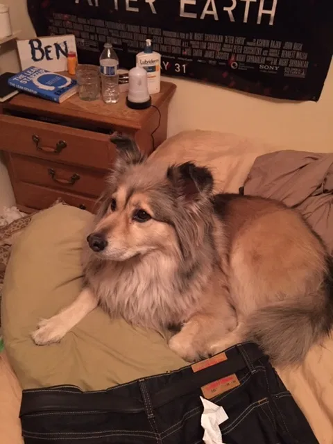 Lost dog in Albuquerque, NM, 87111