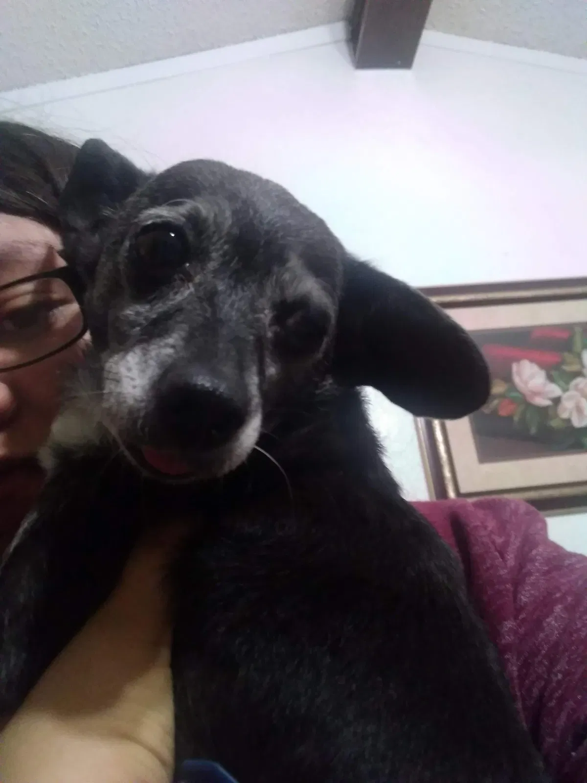Lost dog in El Paso, TX, 79936