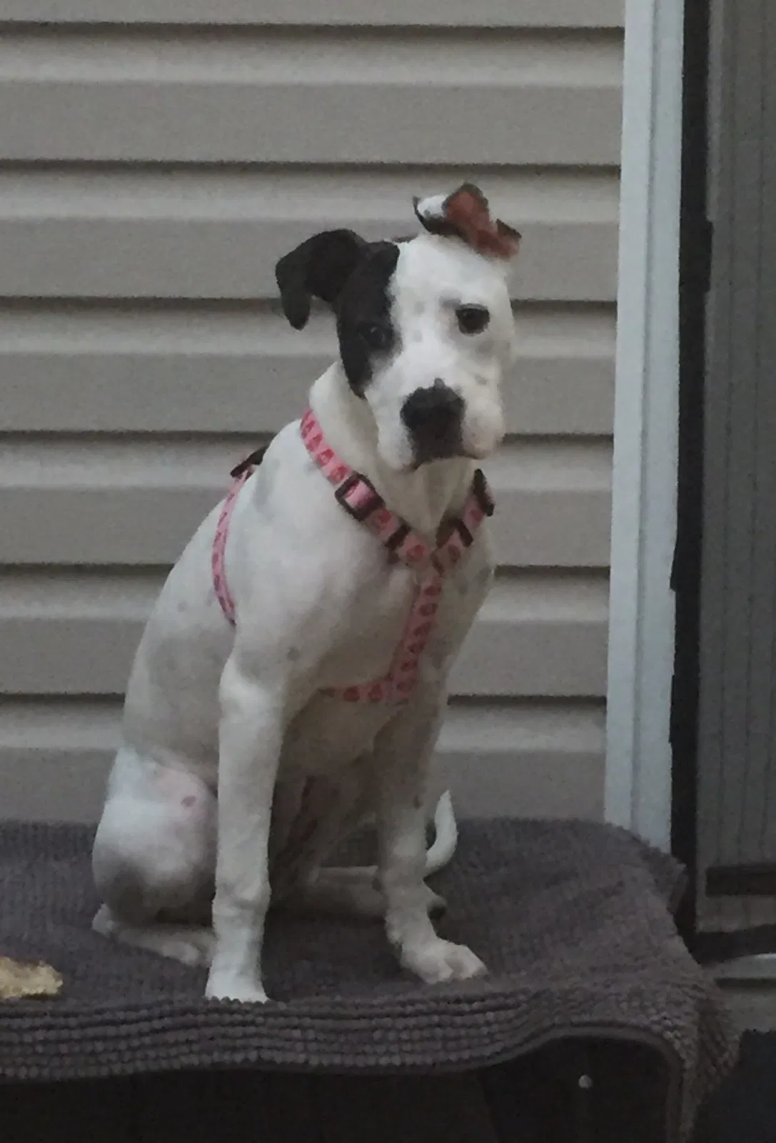 Lost dog in Griffin, GA, 30223