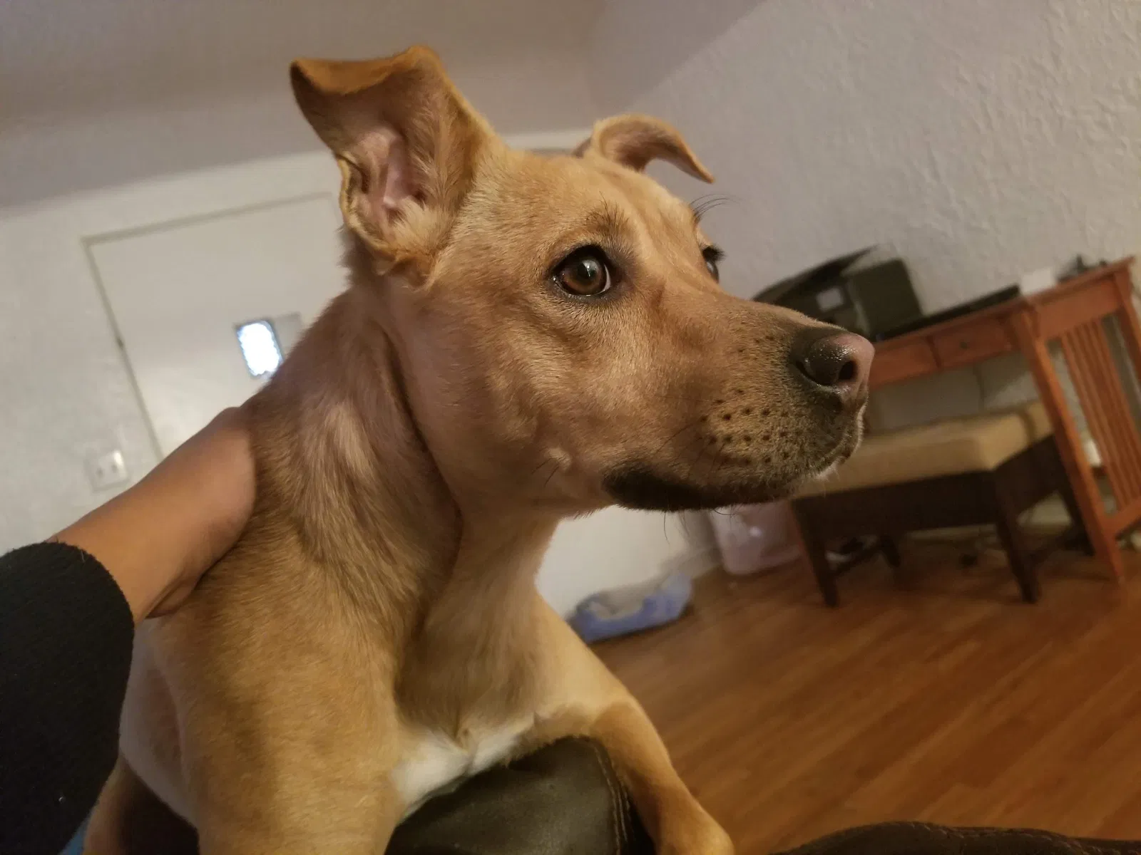 Lost dog in El Paso, TX, 79905
