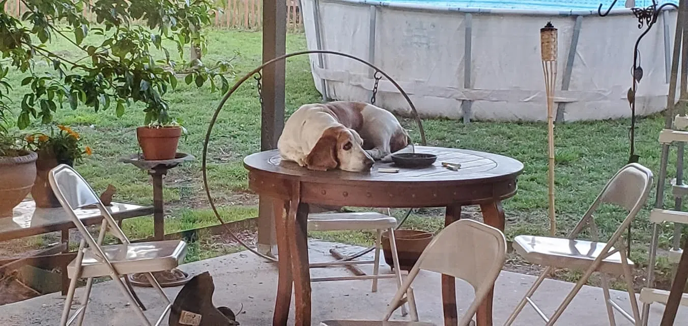 Lost dog in Temple, TX, 76502