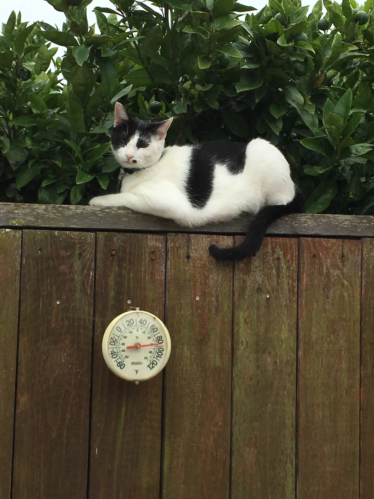 Lost cat in Santa Barbara, CA, 93109